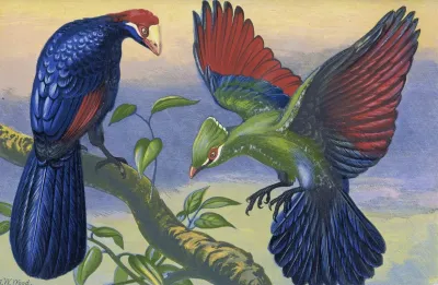 Violet Plantain Eater And White Crested Turacu