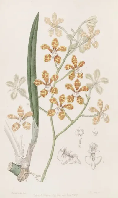 Violet Scented Cleisostome