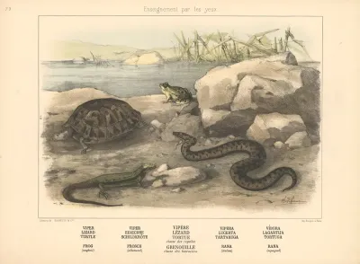 Viper Lizard Turtle Frog