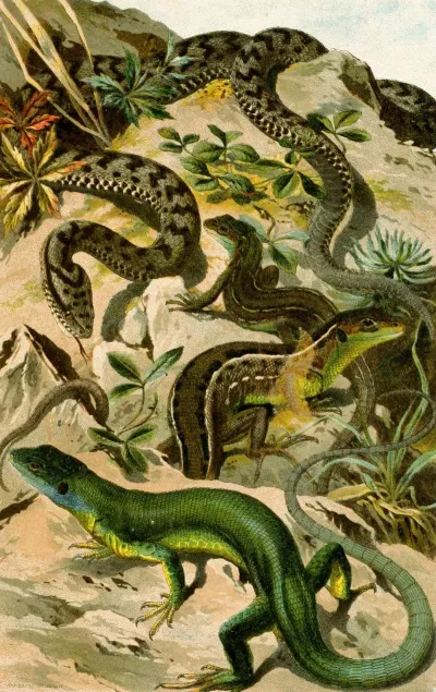 Vipera Aspis Lacerta Viridis