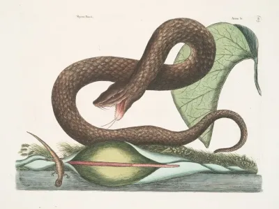 Vipera Fusca The Brown Viper Arum C