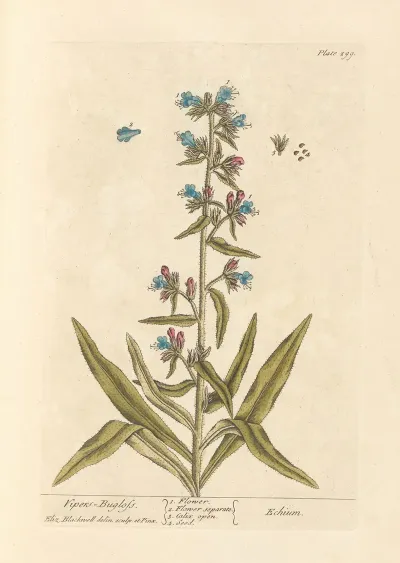 Vipers Bugloss