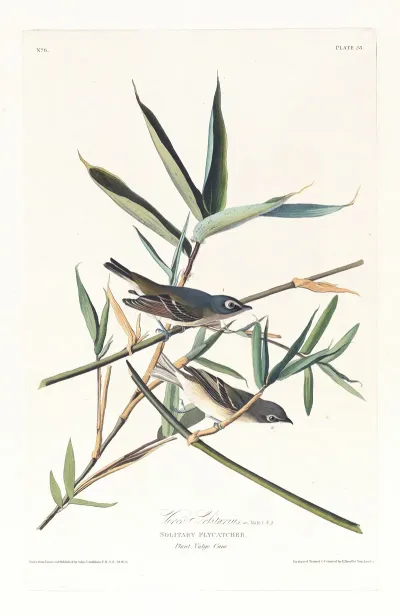 Vireo Solitarius