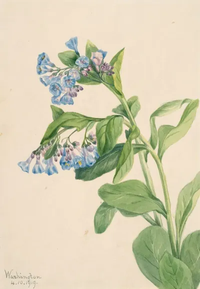 Virginia Bluebells Mertensia Virginica 2