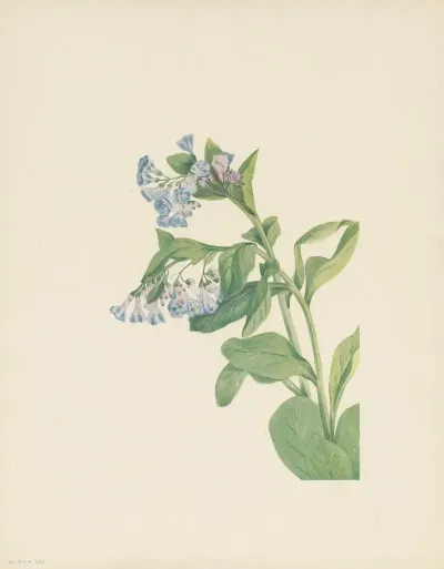 Virginia Bluebells Mertensia Virginica 3