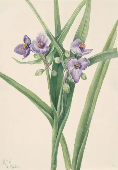 Virginia Spiderwort Tradescantia Virginiana 2