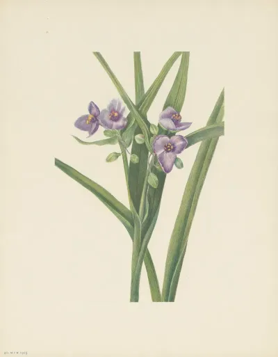 Virginia Spiderwort Tradescantia Virginiana 3