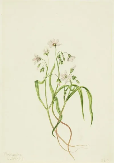 Virginia Springbeauty Claytonia Virginica 2