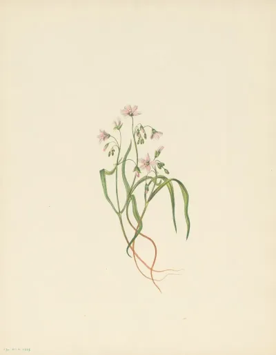 Virginia Springbeauty Claytonia Virginica 3