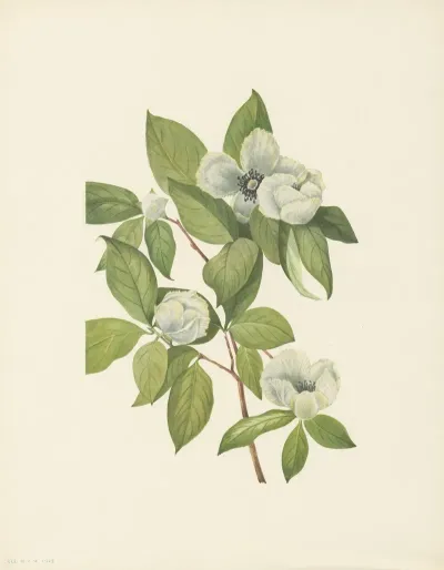 Virginia Stewartia Stewartia Malachodendron 2