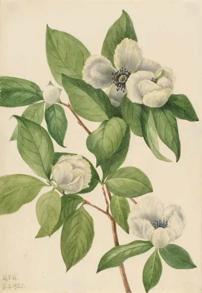 Virginia Stewartia Stewartia Malachodendron