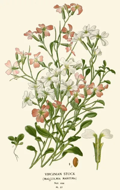 Virginian Stock