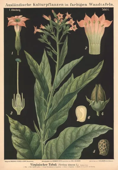 Virginischer Tabak Nicotiana Tabacum L