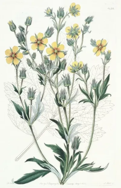 Viscid Cinquefoil