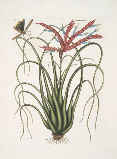 Viscum Caryophylloides Locusta Caroliniana