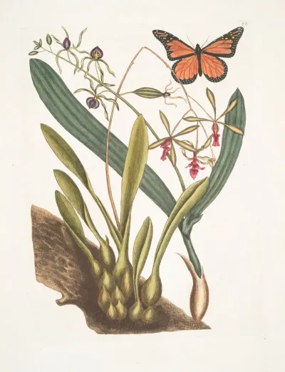 Viscum Radice Bulbosa Viscum Caryophylloides Papillio C