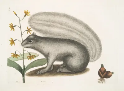 Viscum Sciurus The Grey Fox Squirrel