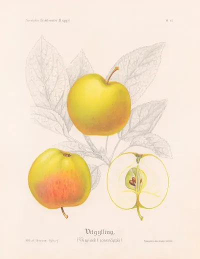Vitgylling Virginskt Rosenapple