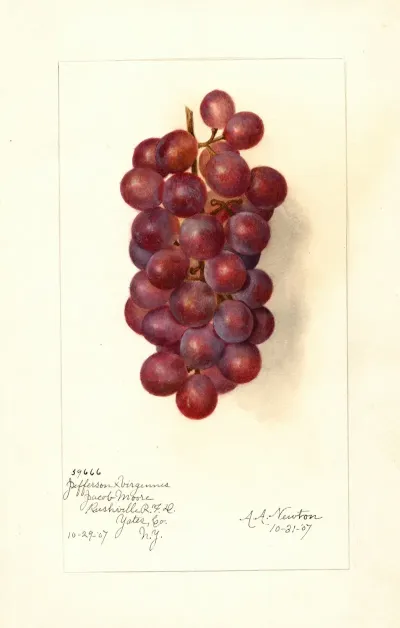 Vitis 2