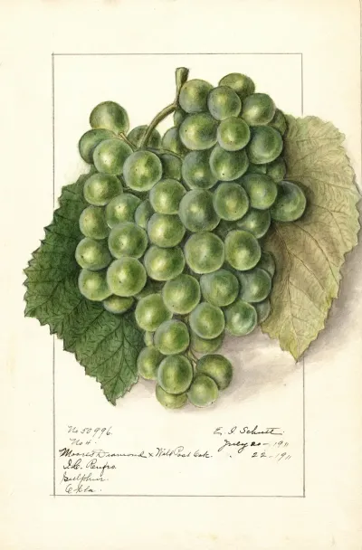 Vitis 4