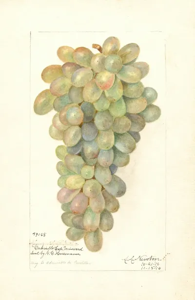 Vitis 5