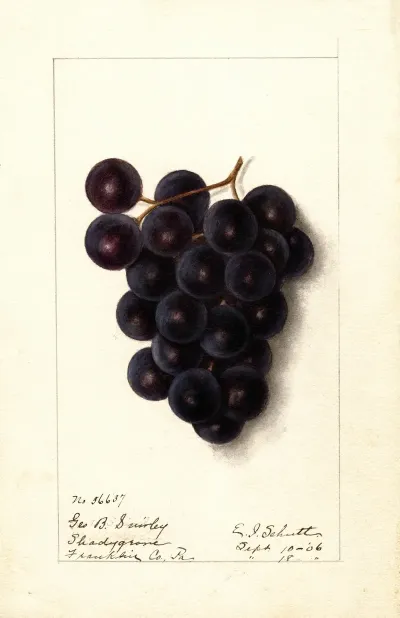 Vitis 7