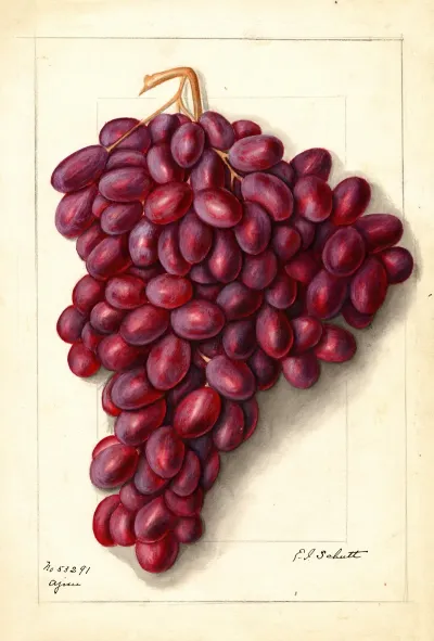 Vitis Ajun