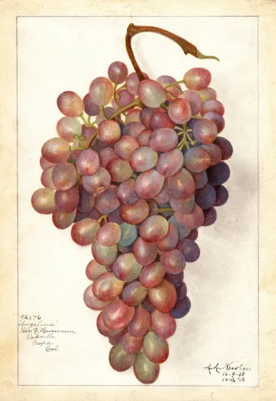 Vitis Angelina