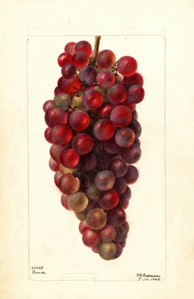 Vitis Bauch