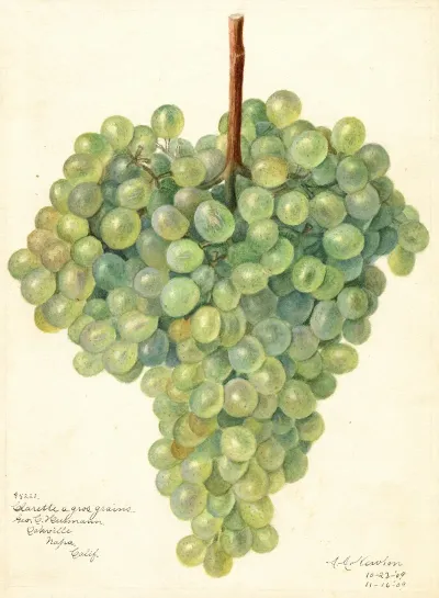 Vitis Clarette A Gros Grains
