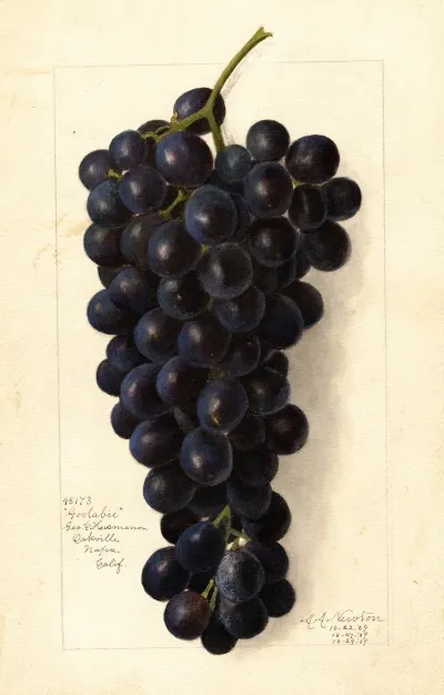 Vitis Goolabie
