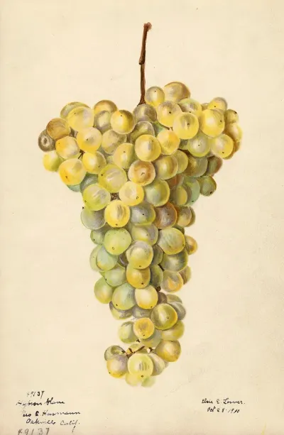 Vitis Hybron Blanc