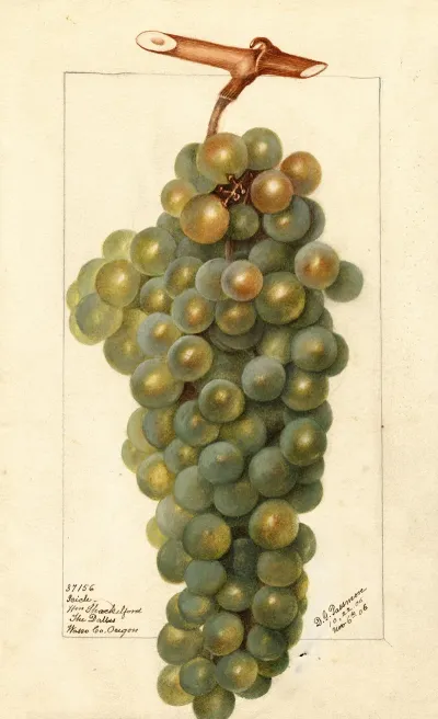 Vitis Icicle