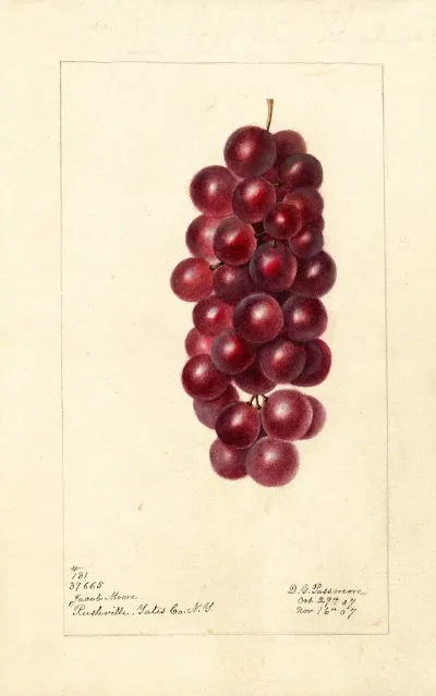 Vitis Jacob Moore
