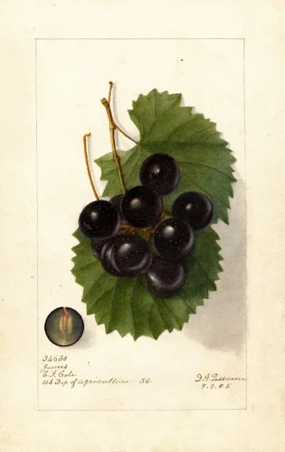 Vitis James