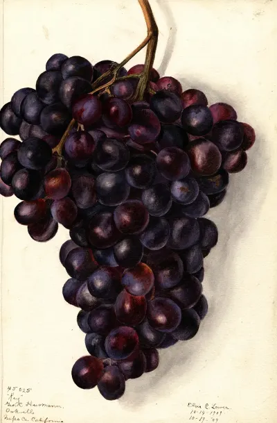 Vitis Key 2