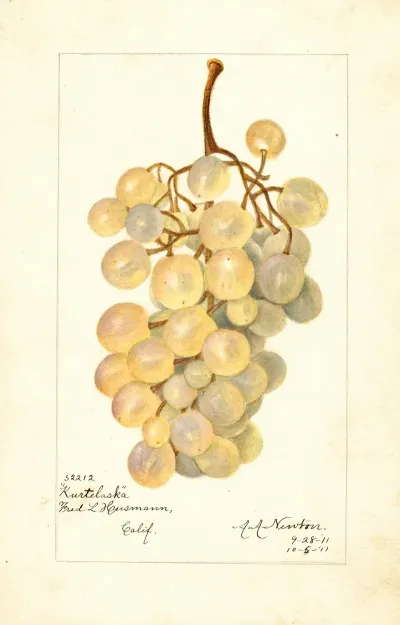 Vitis Kurtelaska