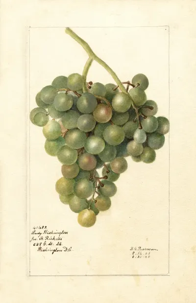 Vitis Lady Washington