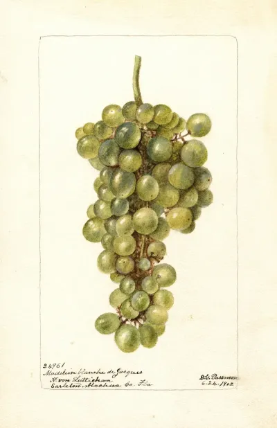 Vitis Madelein Blanche De Jacques
