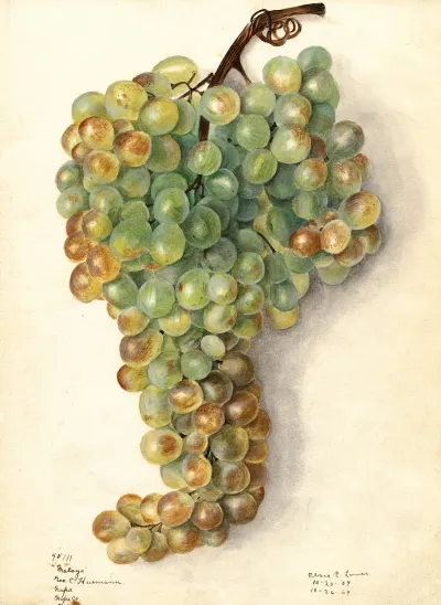 Vitis Malaga 3