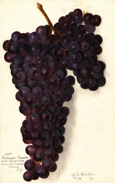 Vitis Malvasia Rosario