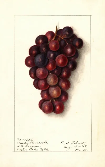 Vitis Masters Roosevelt