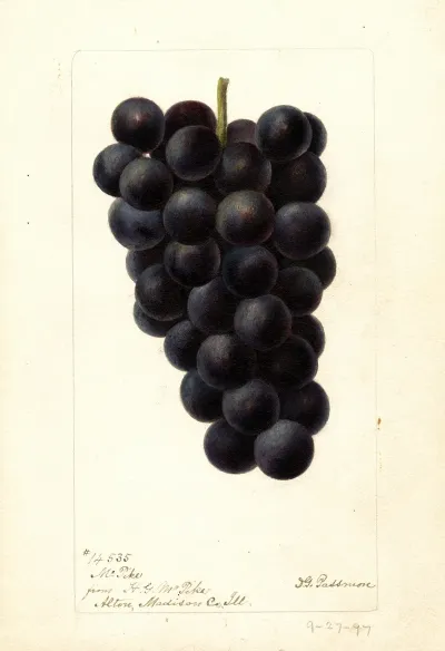 Vitis Mcpike