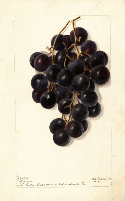 Vitis Merceron