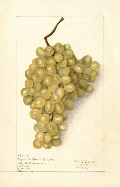 Vitis Meyers No