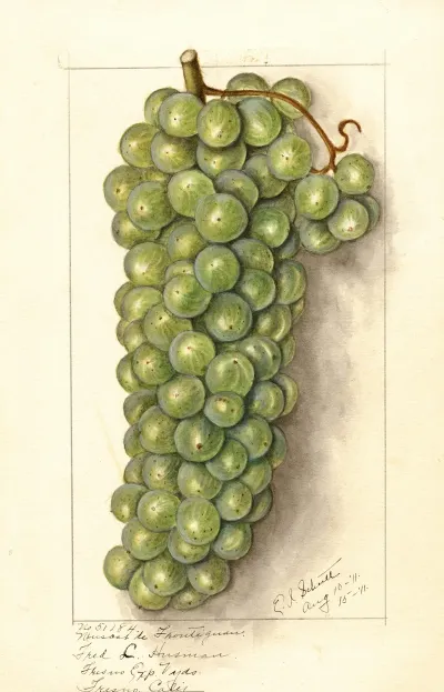 Vitis Muscat De Frontignan