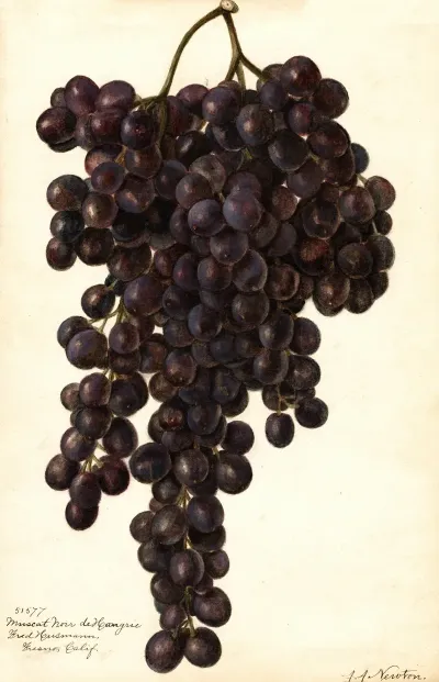 Vitis Muscat Noir De Hangrie