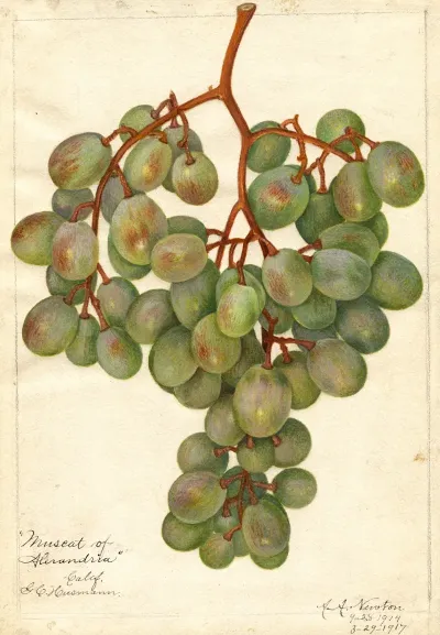 Vitis Muscat Of Alexandria