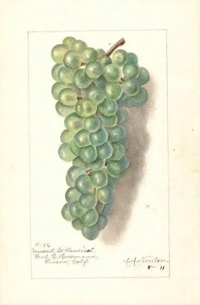 Vitis Muscat St