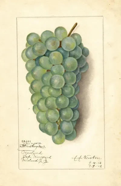 Vitis Niagara
